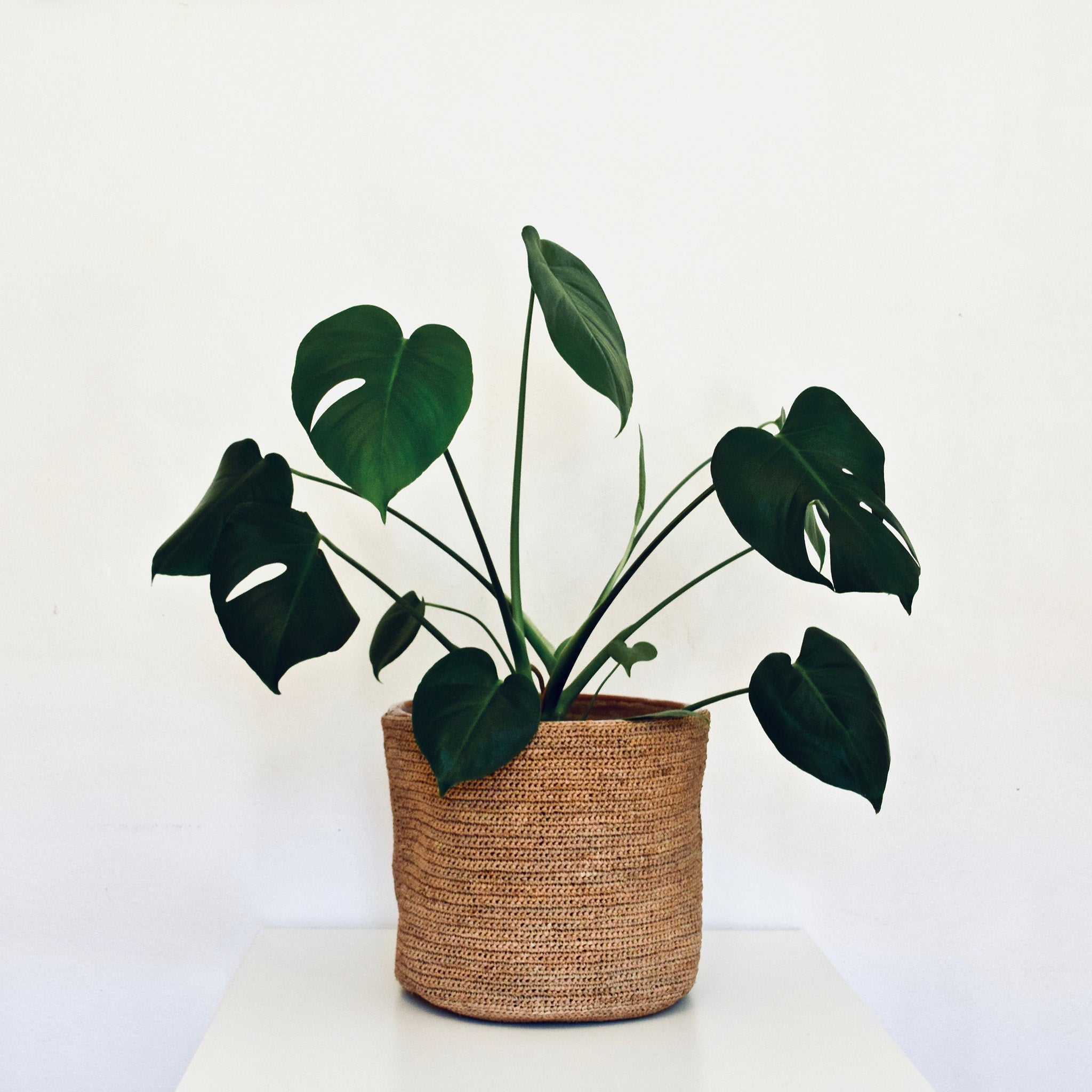 Raffia Home by TANORA